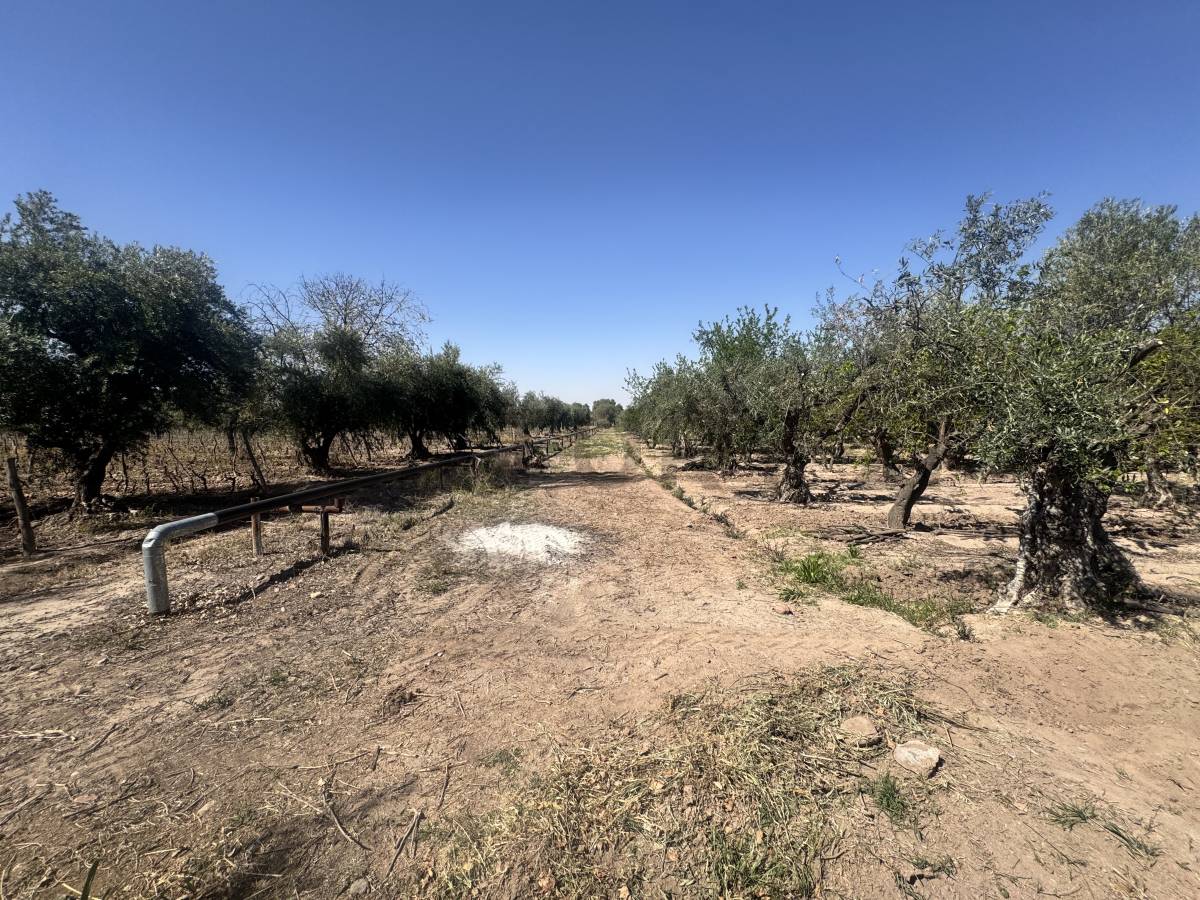 Campo en Venta en Maipu, Mendoza