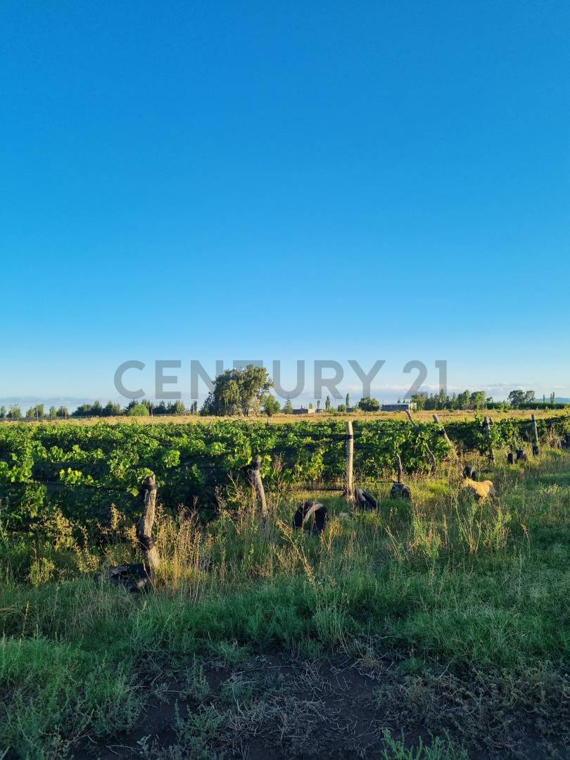 Casa Quinta en Venta en San Rafael, Mendoza