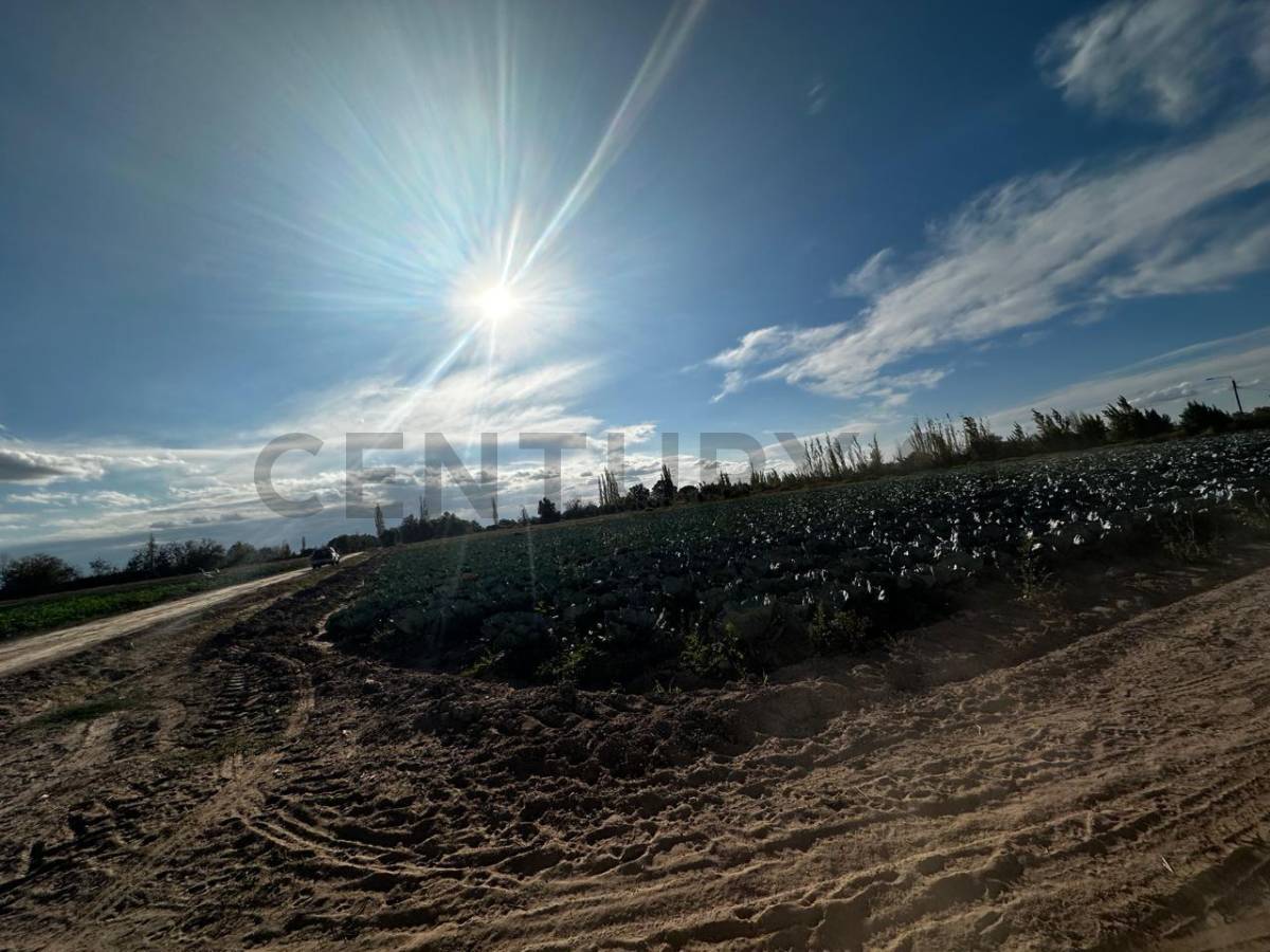 Campo en Venta en San Martin, Mendoza