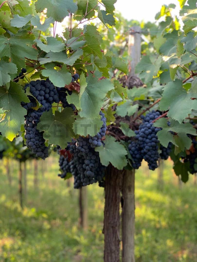 Campo en Venta en Lavalle, Mendoza