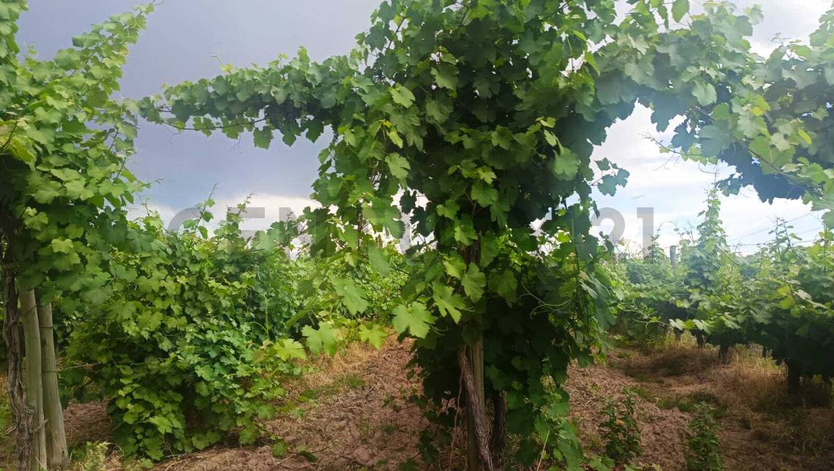 Campo en Venta en Guaymallen, Mendoza