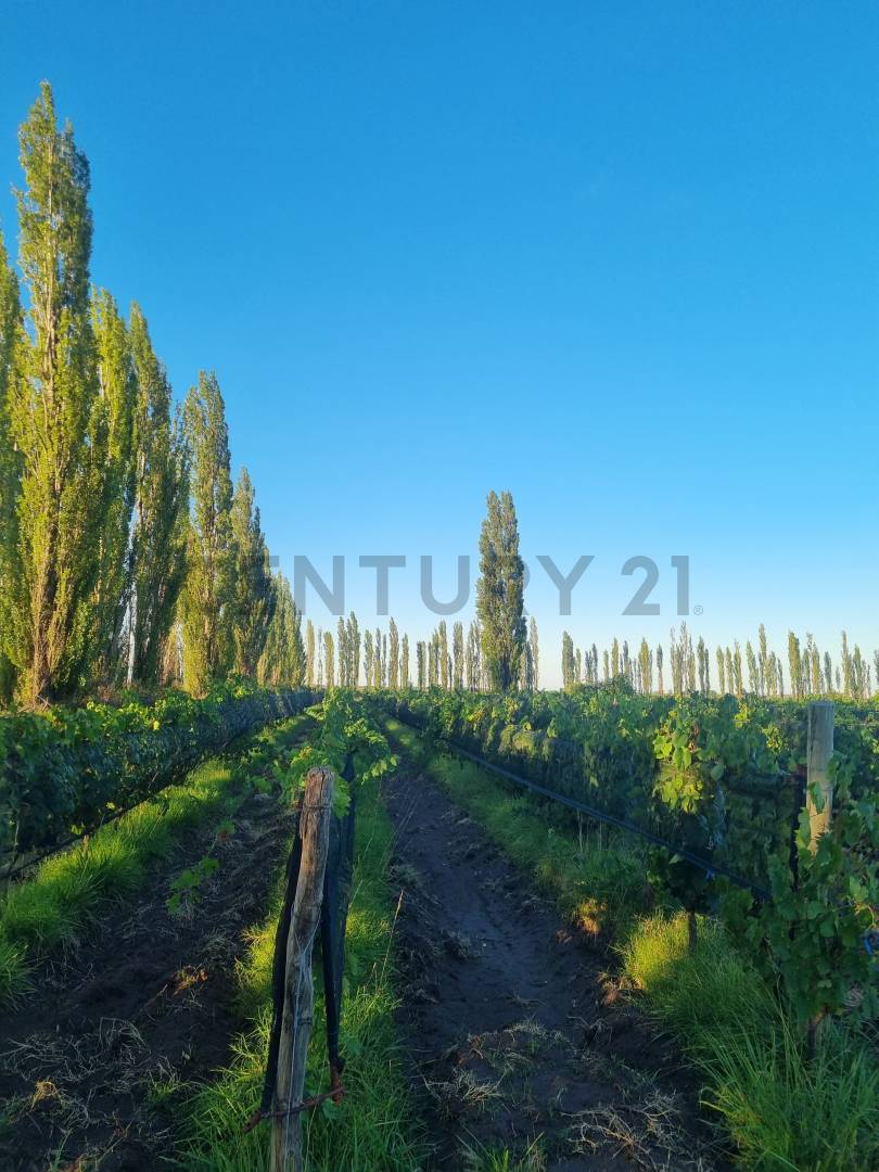 Casa Quinta en Venta en San Rafael, Mendoza