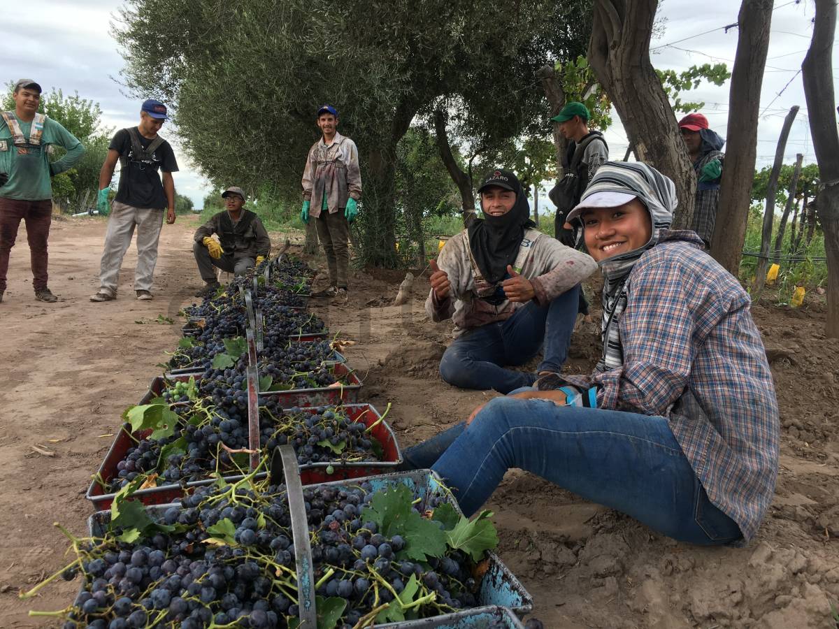 Terreno en Venta en Lavalle, Mendoza