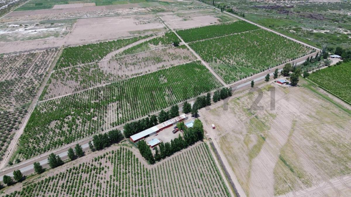 Campo en Venta en Lavalle, Mendoza