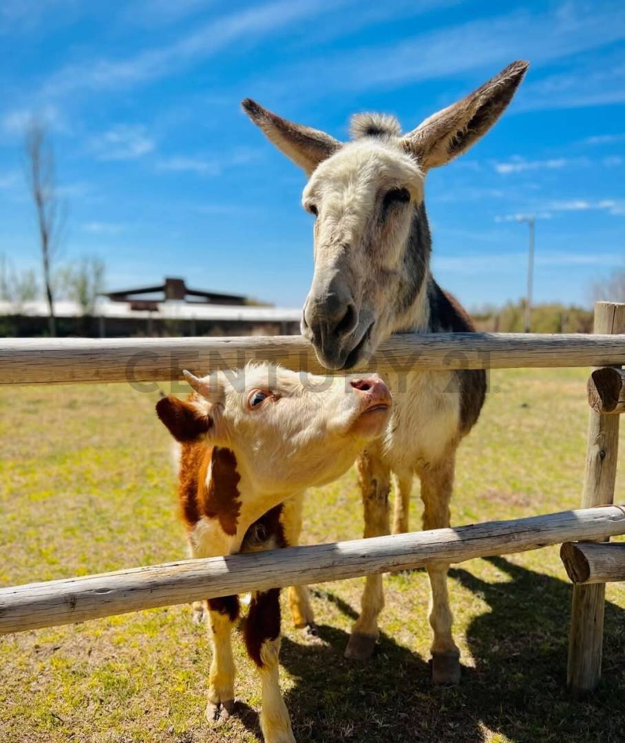 Casa Quinta en Venta en Lavalle, Mendoza