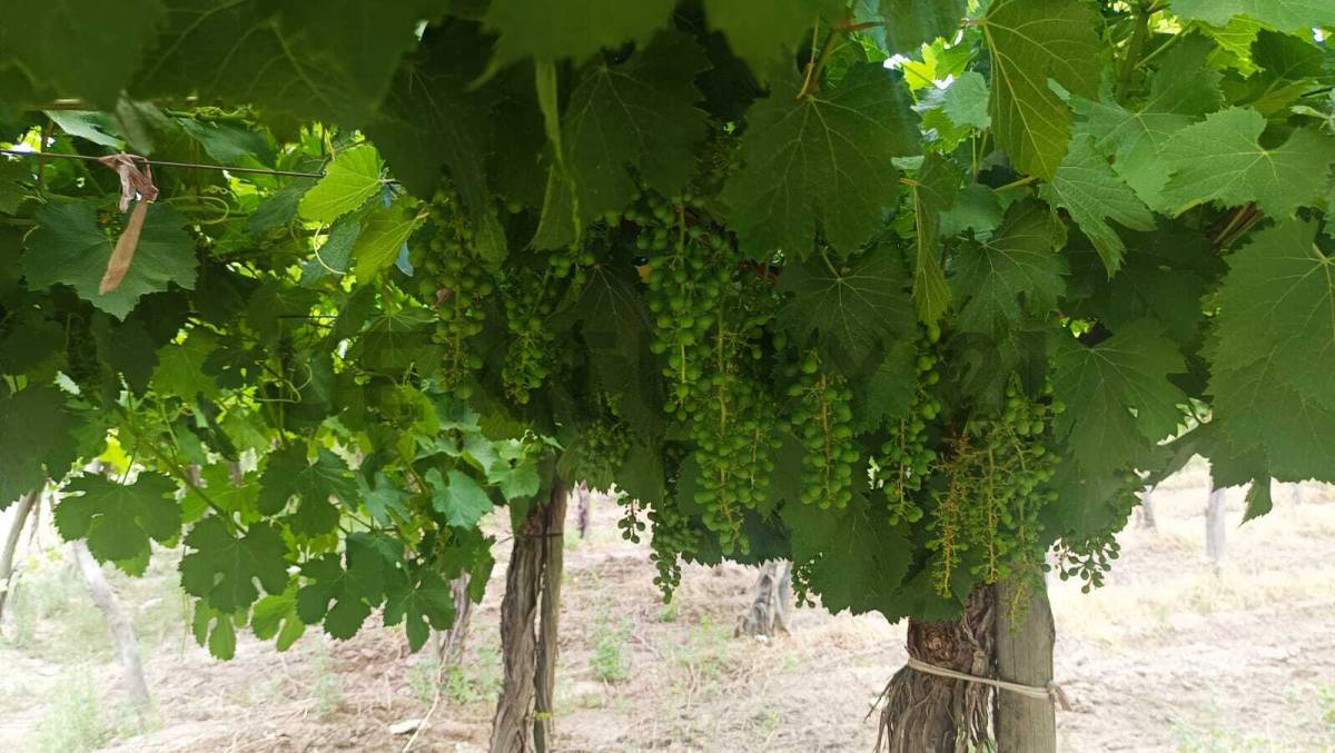 Campo en Venta en Guaymallen, Mendoza