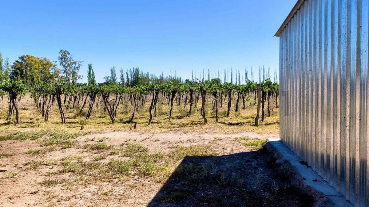 Campo en Venta en San Martin, Mendoza