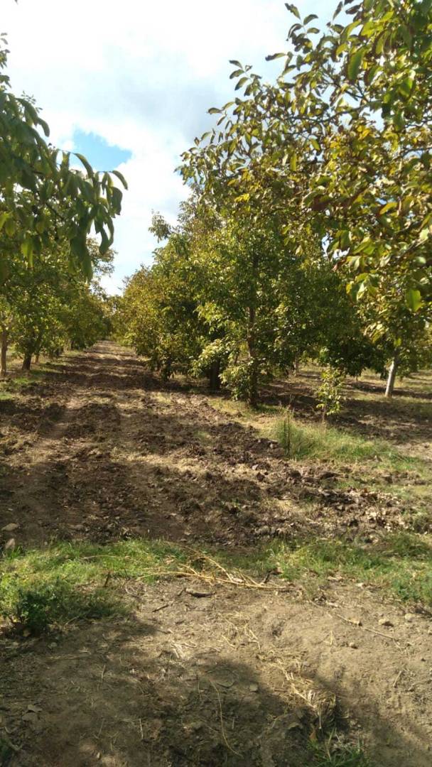 Campo en Venta en Lujan de Cuyo, Mendoza