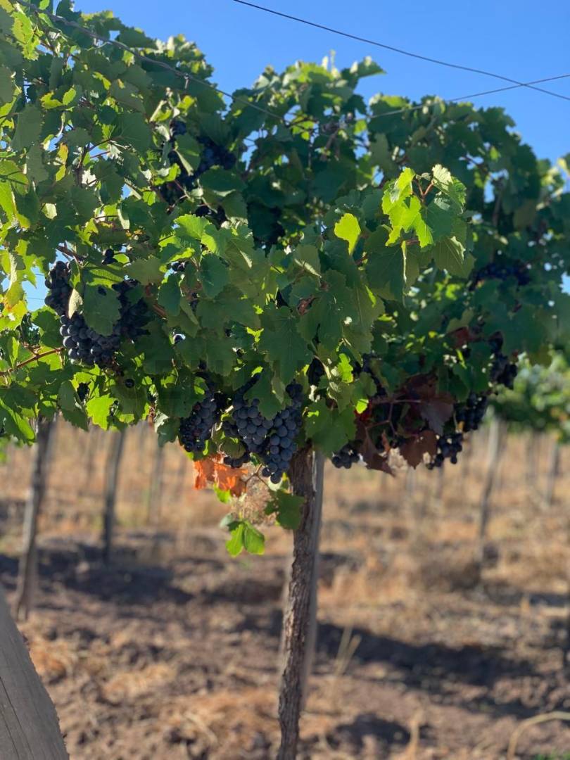 Campo en Venta en Lavalle, Mendoza