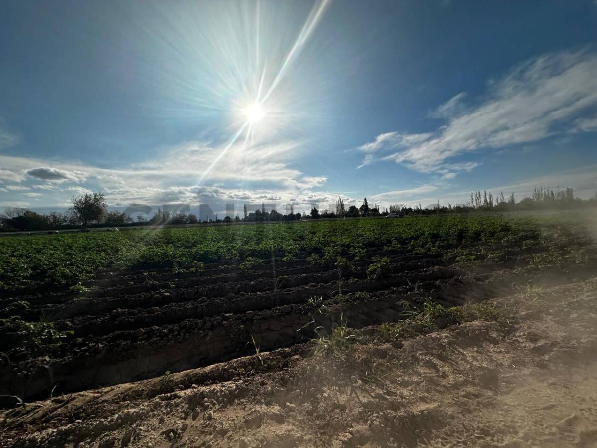 Campo en Venta en San Martin, Mendoza