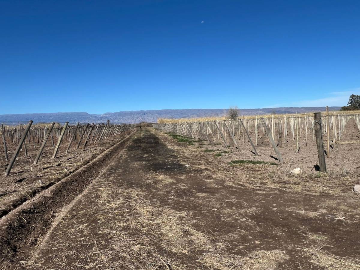 Campo en Venta en Angaco, San Juan