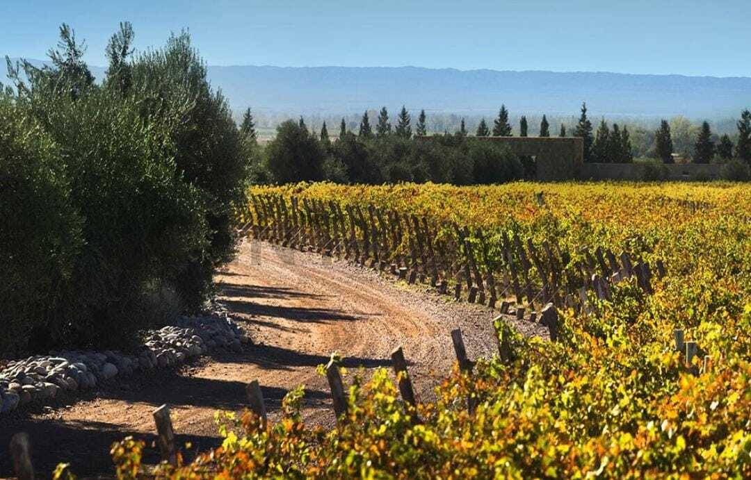Terreno en Venta en Lujan de Cuyo, Mendoza