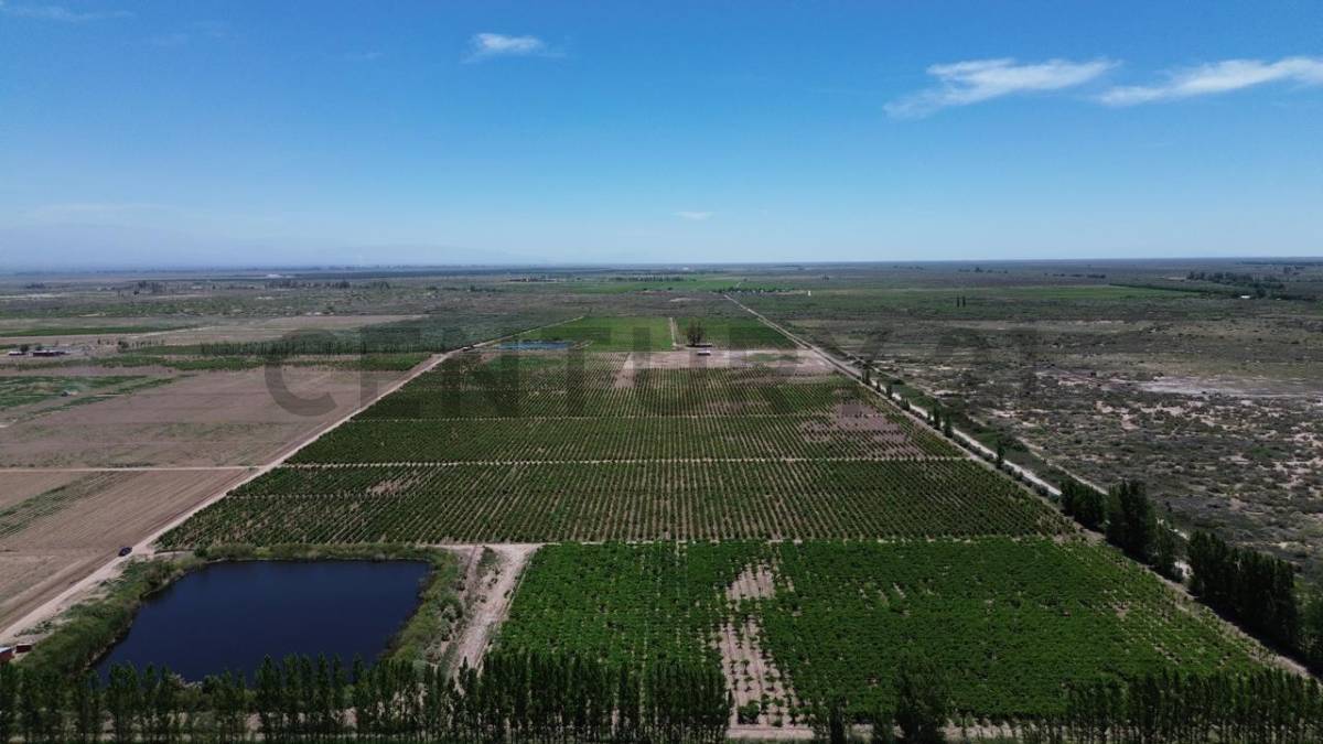 Campo en Venta en Lavalle, Mendoza