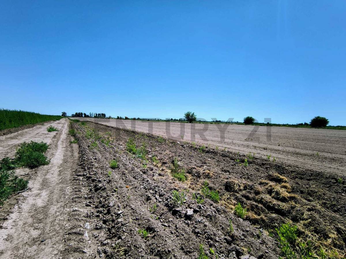 Campo en Venta en San Martin, Mendoza