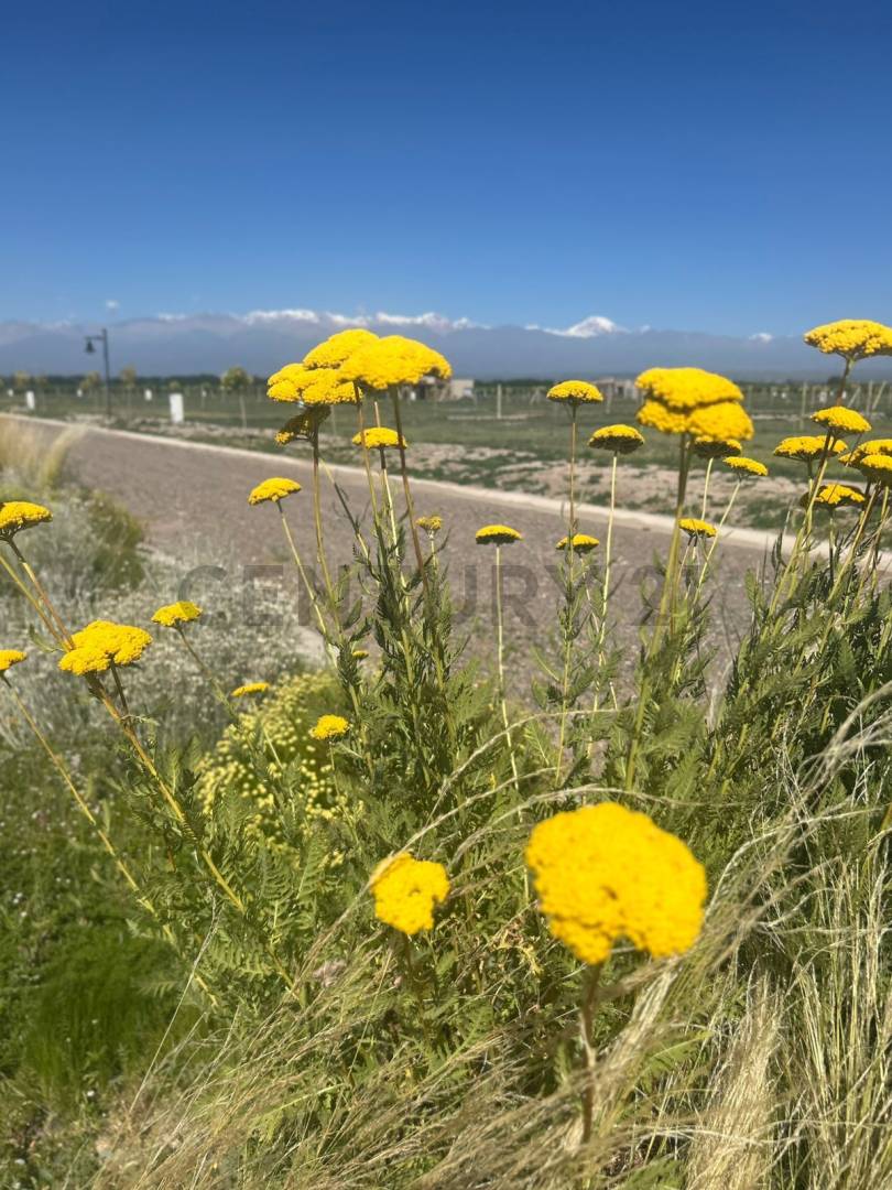 Terreno en Venta en Tupungato, Mendoza