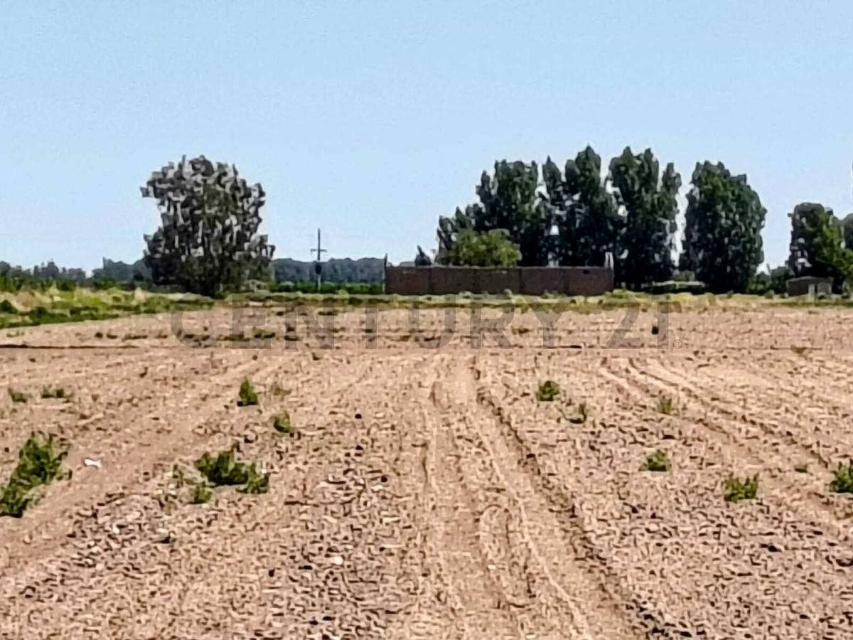 Campo en Venta en San Martin, Mendoza