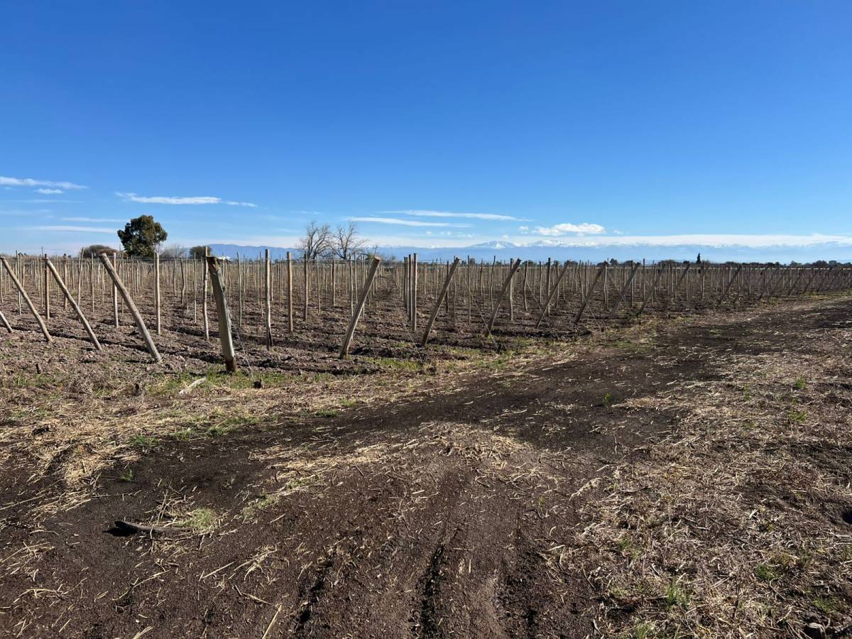 Campo en Venta en Angaco, San Juan