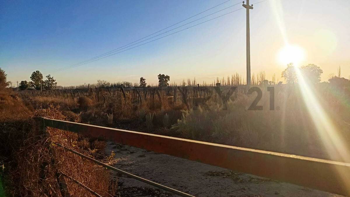 Campo en Venta en San Martin, Mendoza
