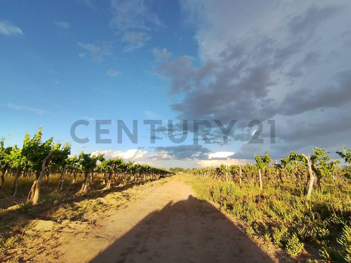 Terreno en Venta en Lavalle, Mendoza