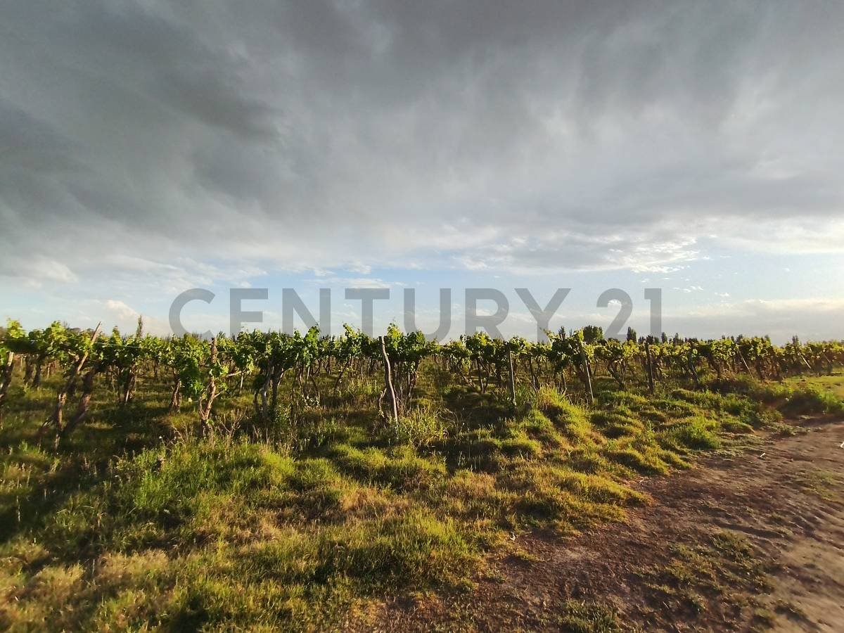 Terreno en Venta en Lavalle, Mendoza