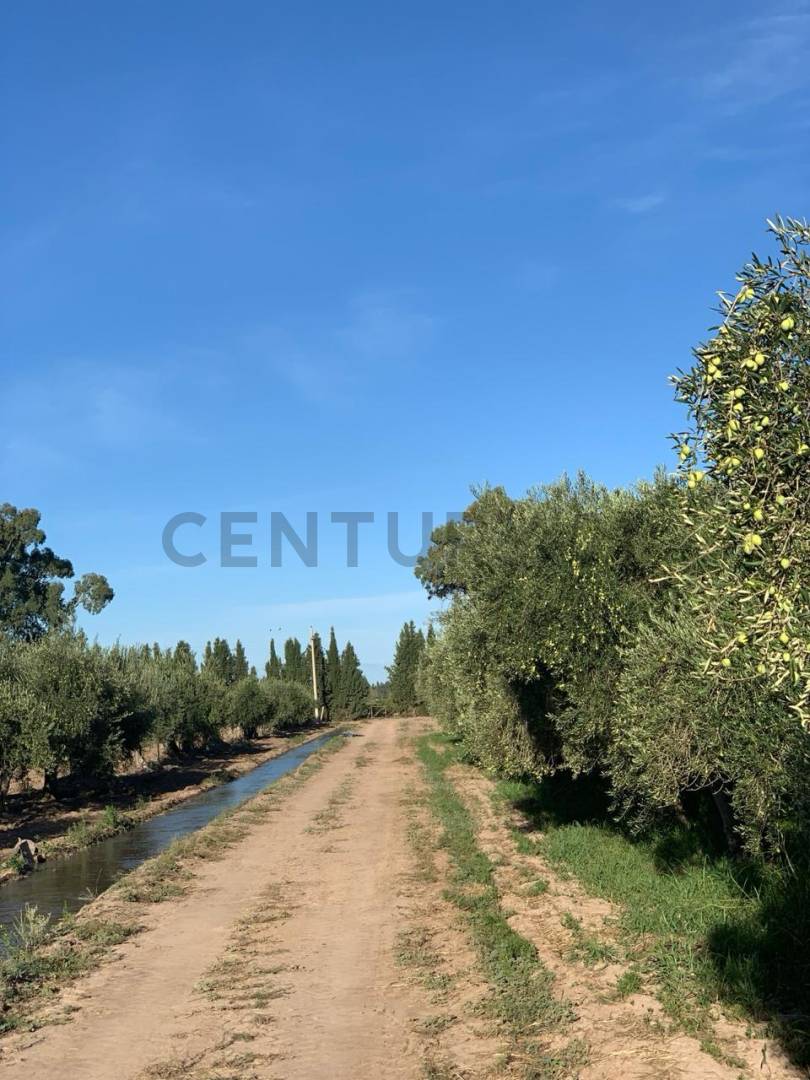 Campo en Venta en Lavalle, Mendoza