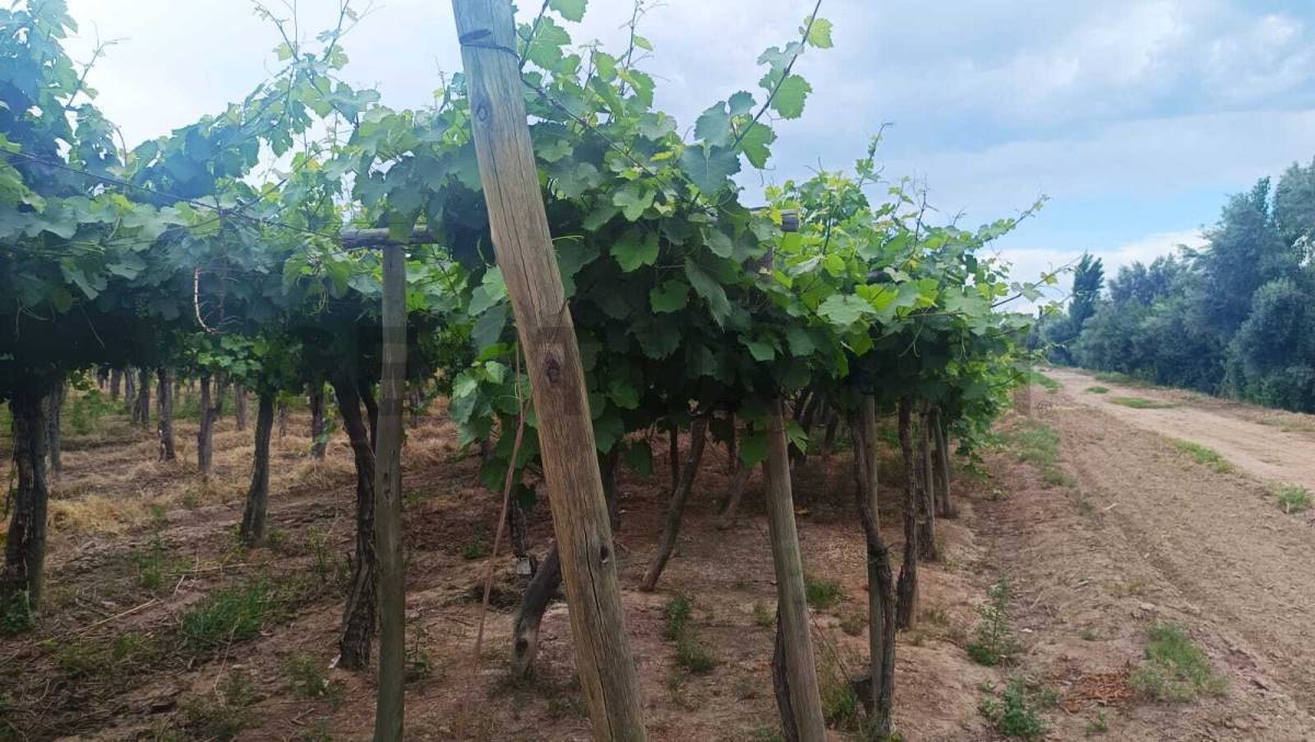 Campo en Venta en Guaymallen, Mendoza