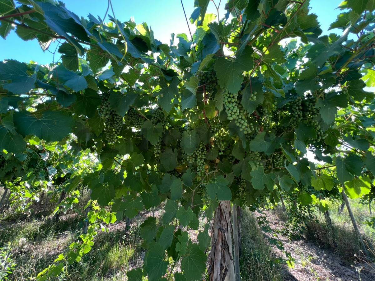 Campo en Venta en 25 de Mayo, San Juan