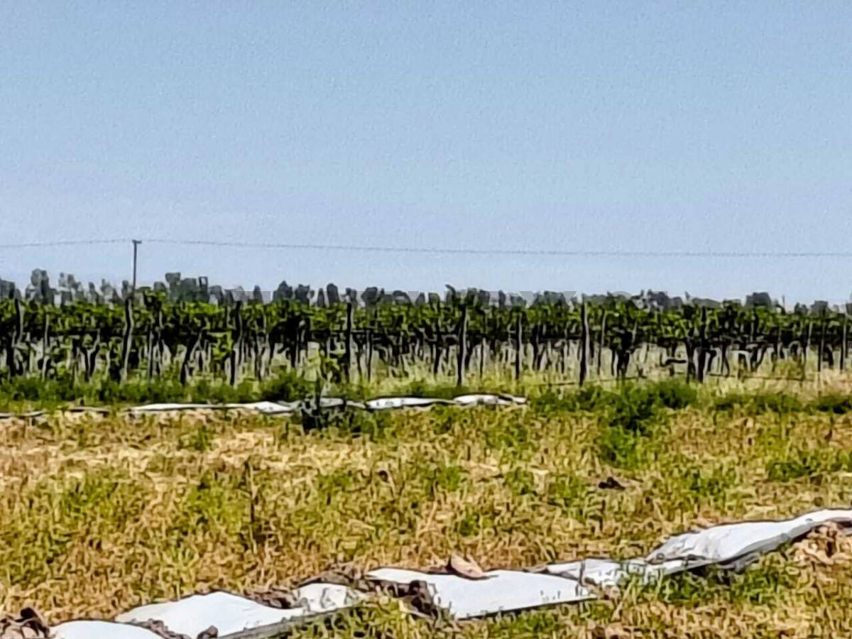 Campo en Venta en San Martin, Mendoza
