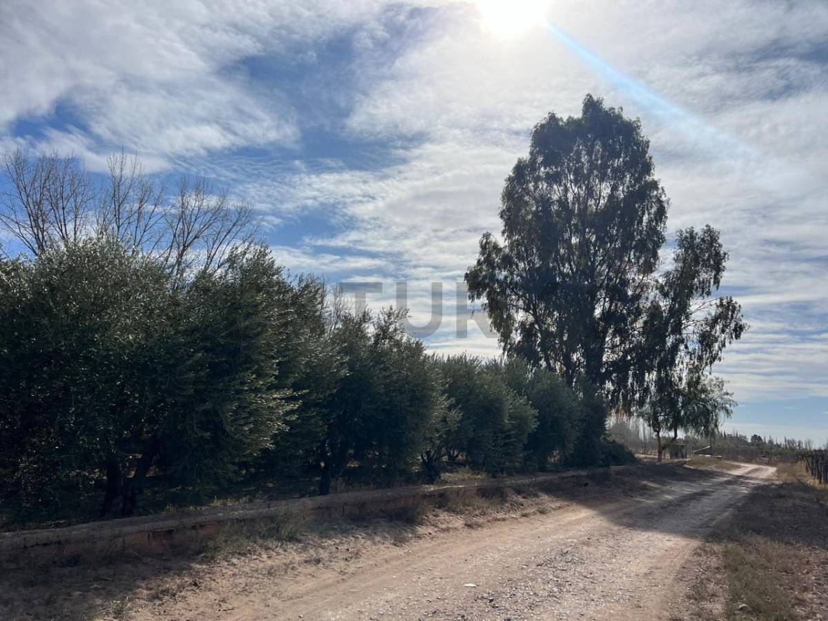 Campo en Venta en Lavalle, Mendoza