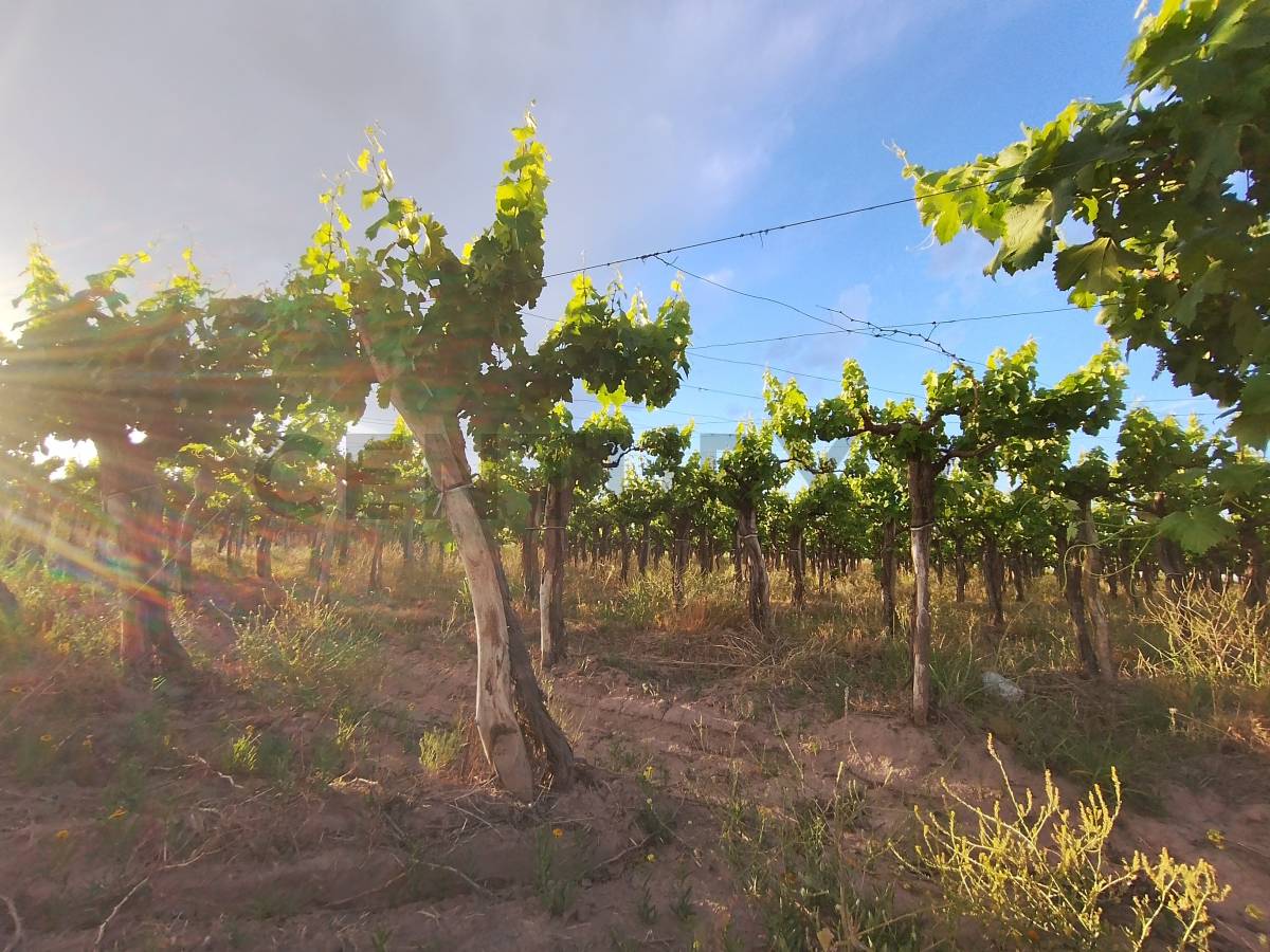 Terreno en Venta en Lavalle, Mendoza