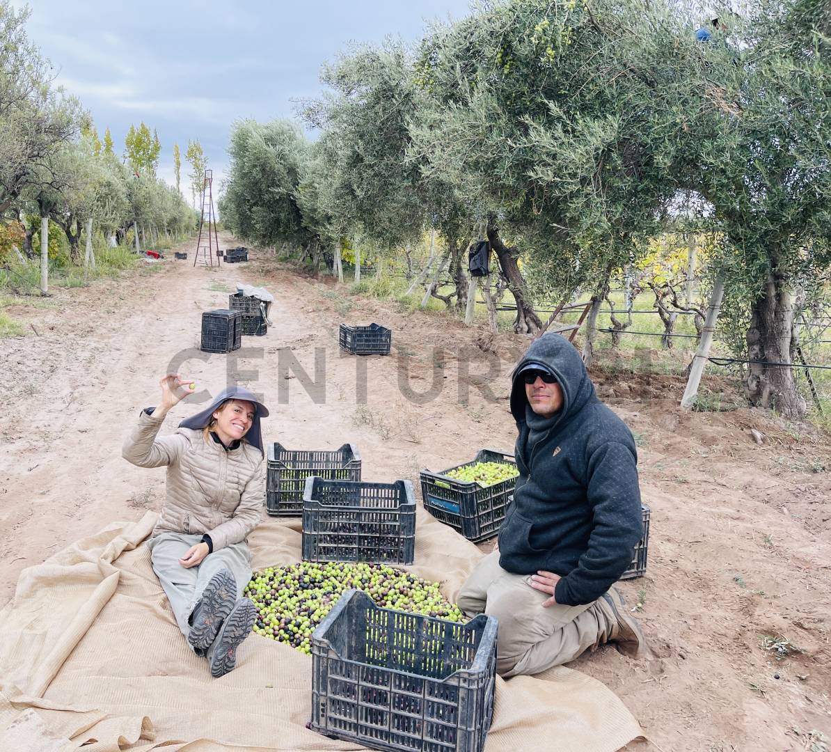 Terreno en Venta en Lavalle, Mendoza