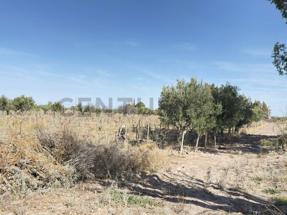 Terreno en Venta en Lavalle, Mendoza