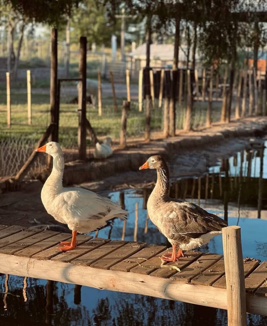 Casa Quinta en Venta en Lavalle, Mendoza