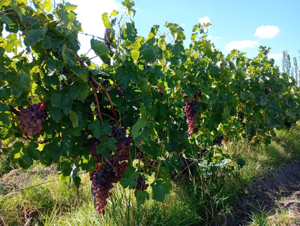 Casa Quinta en Venta en San Rafael, Mendoza