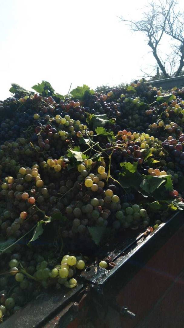 Campo en Venta en Guaymallen, Mendoza