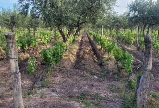 Campo en Venta en Guaymallen, Mendoza