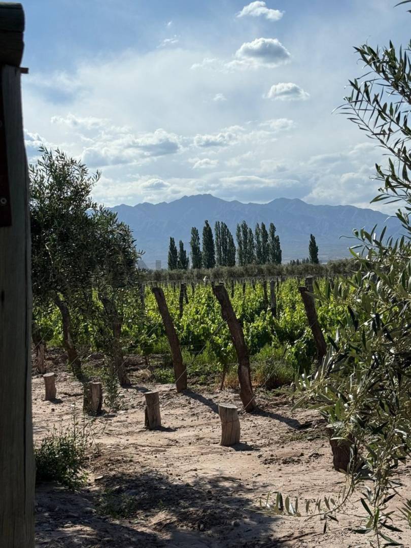 Terreno en Venta en Lujan de Cuyo, Mendoza