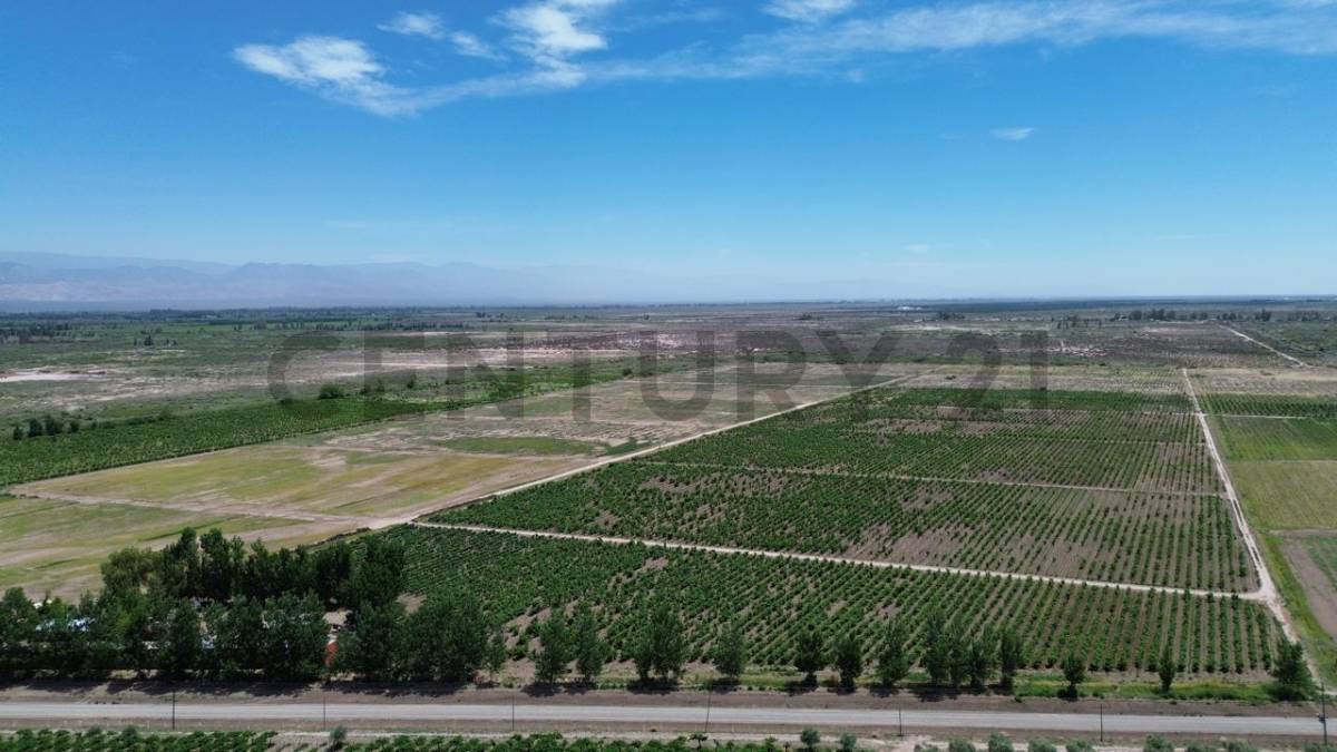 Campo en Venta en Lavalle, Mendoza
