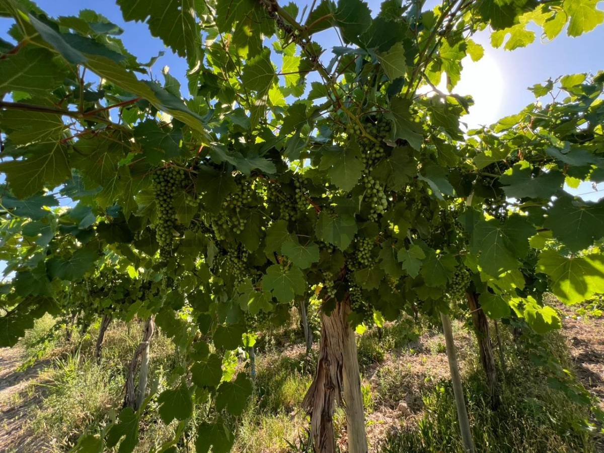 Campo en Venta en 25 de Mayo, San Juan