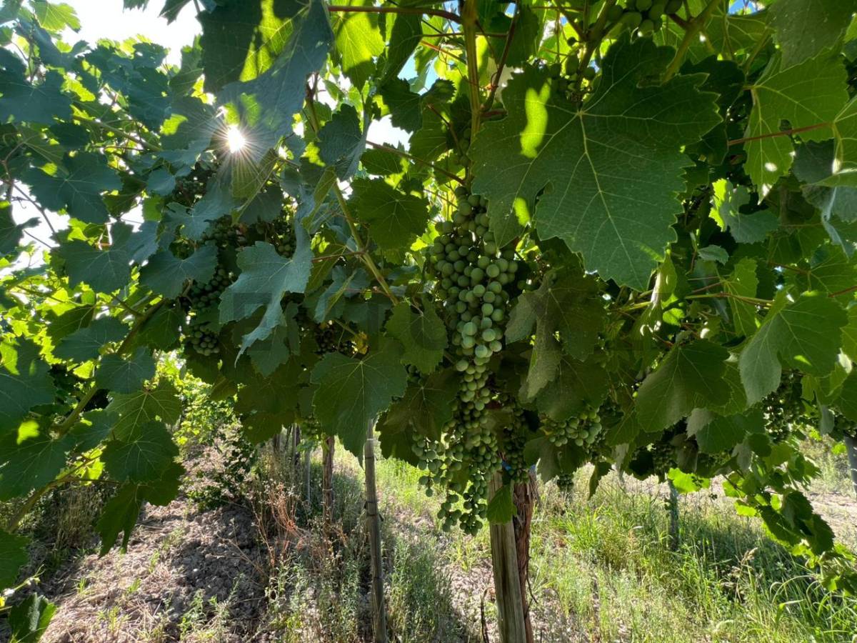 Campo en Venta en 25 de Mayo, San Juan
