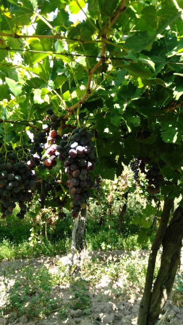 Campo en Venta en Guaymallen, Mendoza