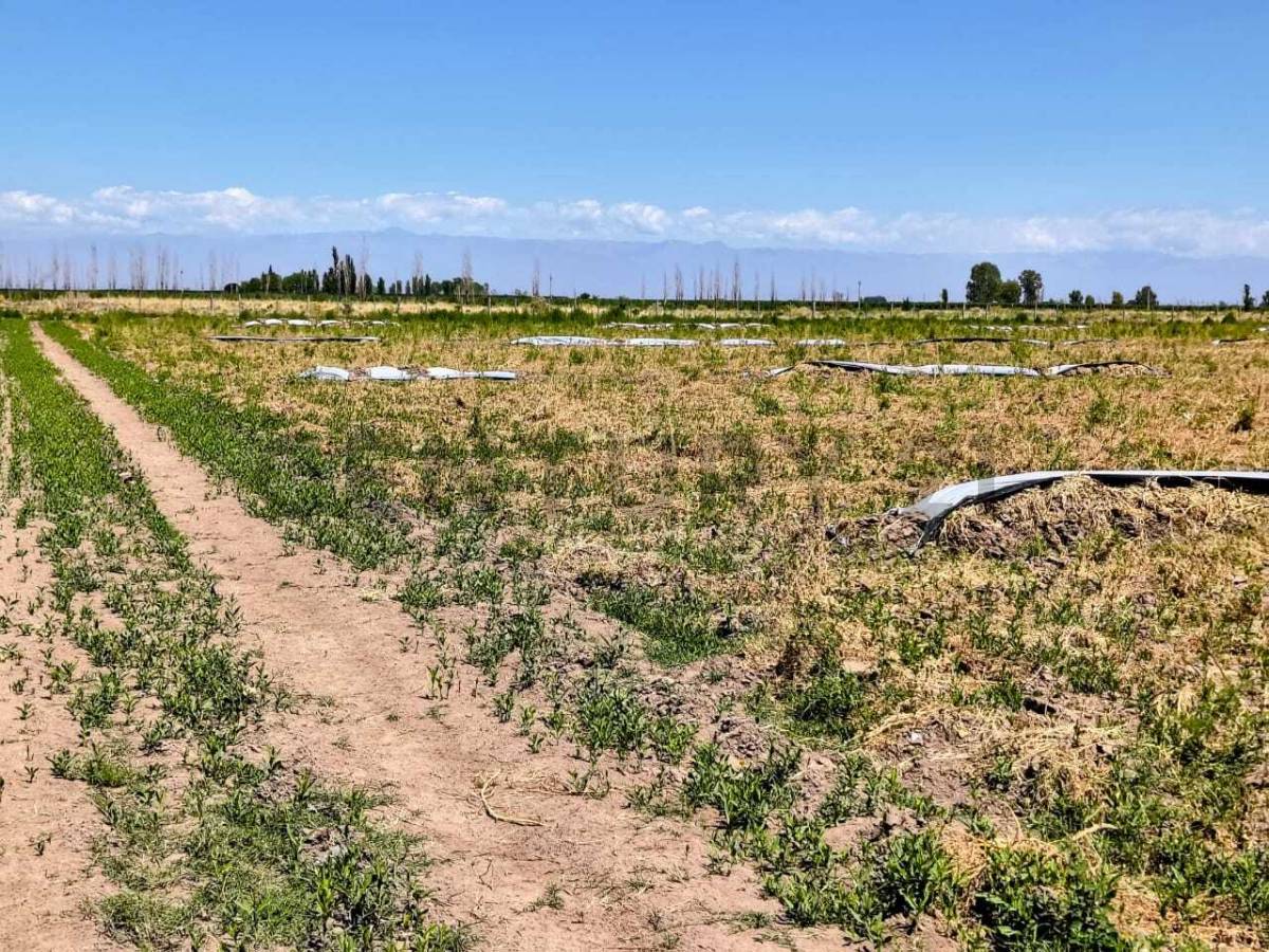 Campo en Venta en San Martin, Mendoza