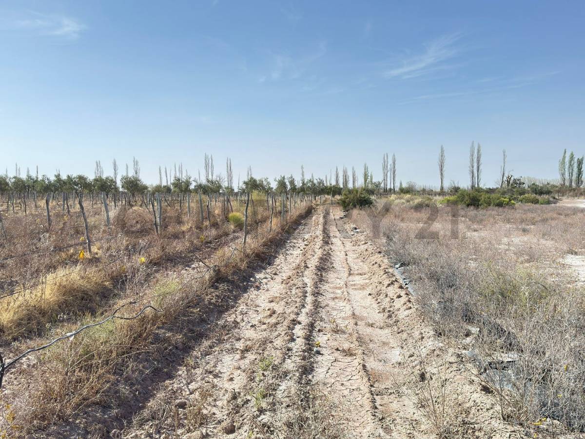 Terreno en Venta en Lavalle, Mendoza