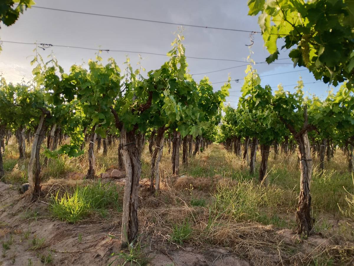 Terreno en Venta en Lavalle, Mendoza
