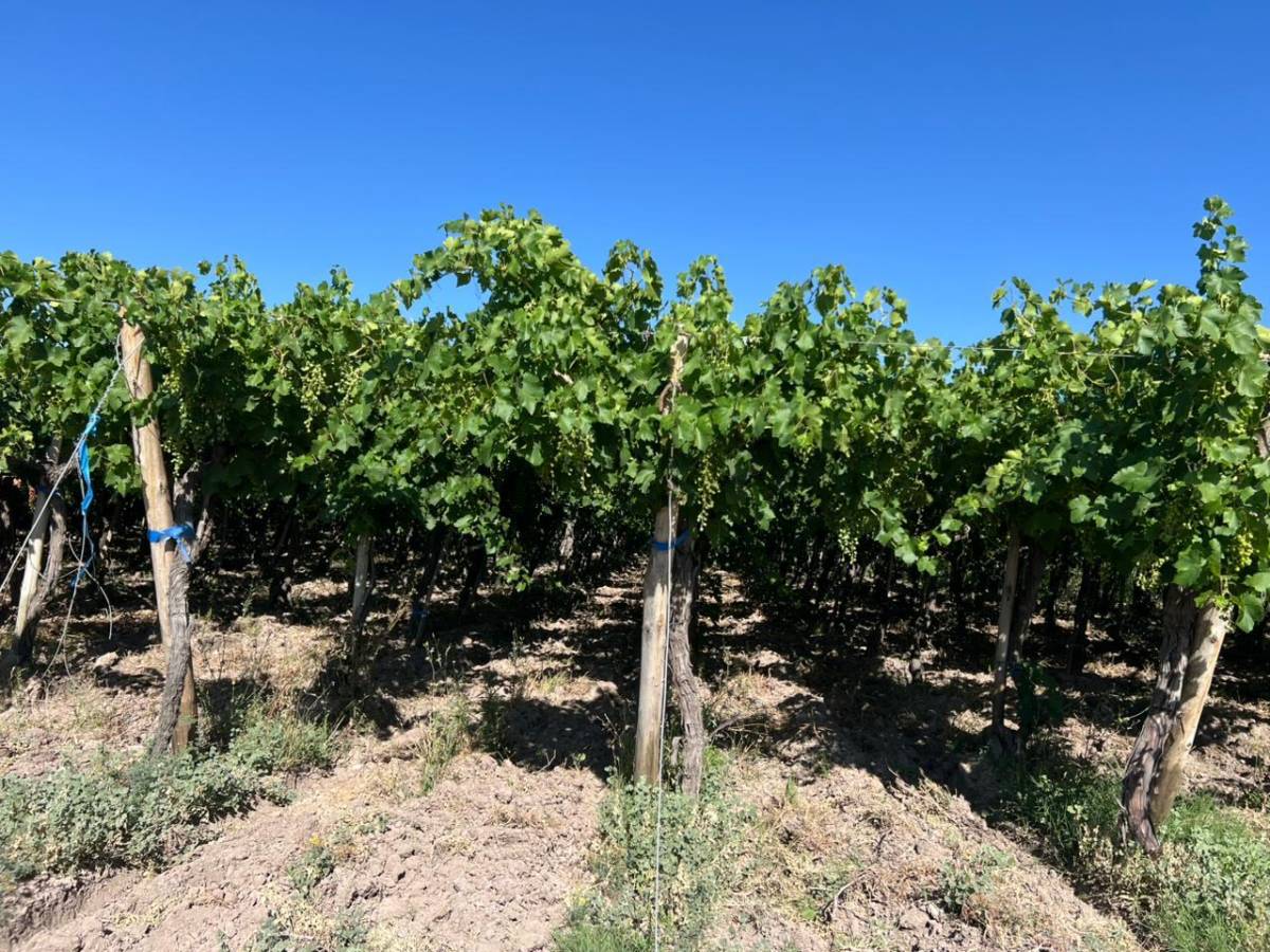 Campo en Venta en 25 de Mayo, San Juan