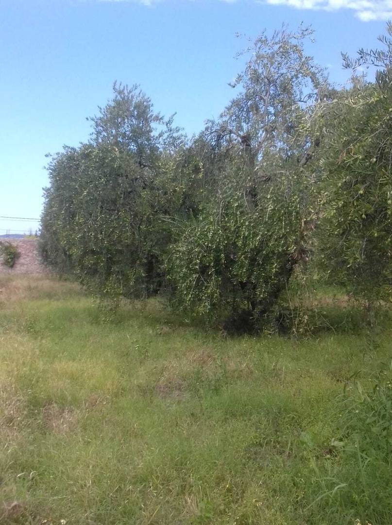 Terreno en Venta en Maipu, Mendoza