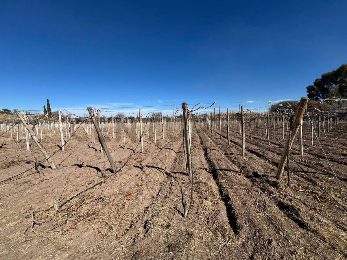 Campo en Venta en Angaco, San Juan