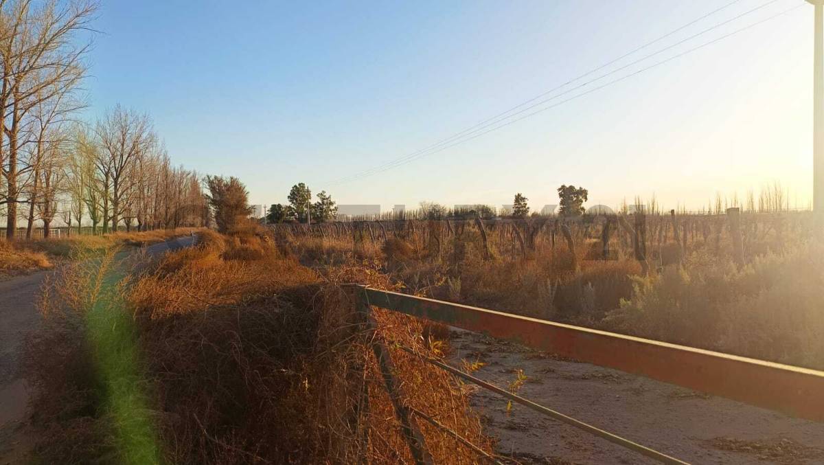 Campo en Venta en San Martin, Mendoza