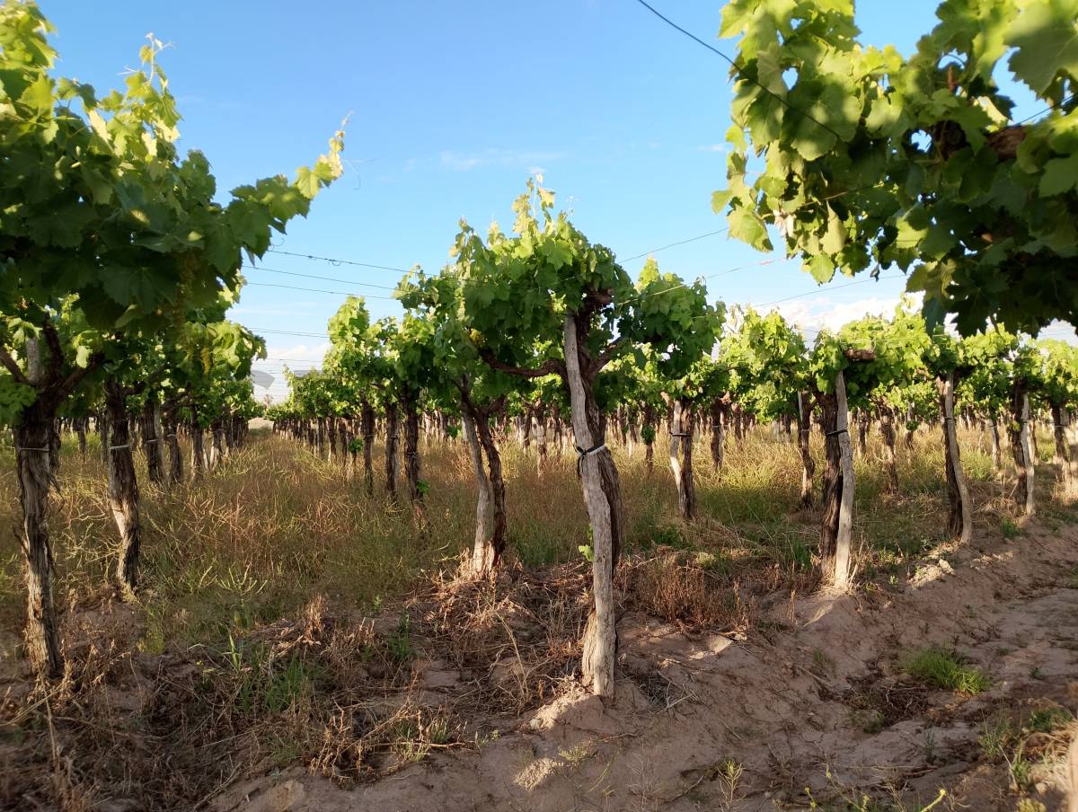 Terreno en Venta en Lavalle, Mendoza