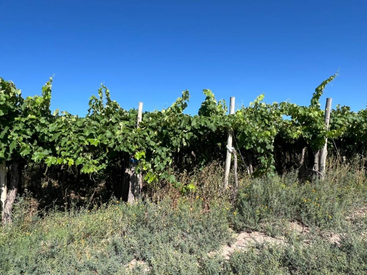 Campo en Venta en 25 de Mayo, San Juan